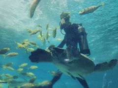 -苏州海洋馆