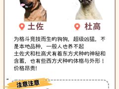 -翊宠yipet猫狗购宠庄园犬舍•猫舍