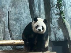-深圳野生动物园
