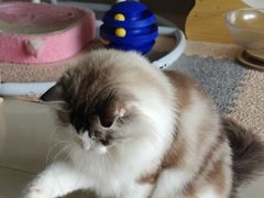 -珠海悠米米努特矮脚猫舍