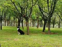 -洨河生态公园