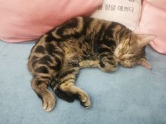 -BABIT巴比特宠物(MOMOPARK店)