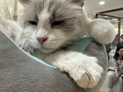 -共舞时光猫咖·狗咖(新街口店)