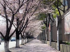 -高东镇樱花园