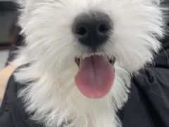 -安安宠医宠物医院·异宠·犬猫内科(岳阳分院)