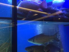 -新加坡海鲜共和(名胜世界圣淘沙海滨坊)