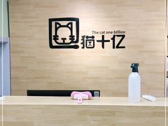 -猫十亿·布偶金渐层·曼基康矮脚猫舍(青年路店)