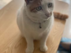 -平行世界·猫咖(首经贸店)