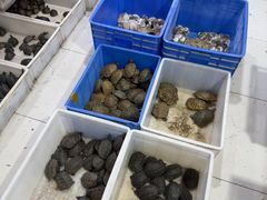 -青石桥花鸟鱼虫市场(叠翠城店)