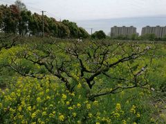 -南汇桃花村