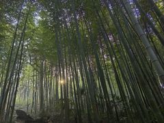 -镇江市南山风景名胜区竹林景区