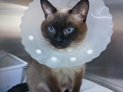 -纳吉亚猫专科动物医院博雅分院