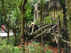 -都江堰中华大熊猫苑