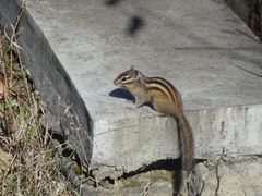 DSC06444-五营红松林海景区