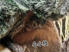 -红山森林动物园
