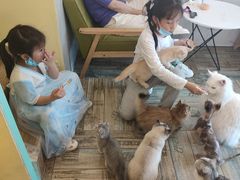 -喵喵咪呀布偶猫咖(春熙路店)