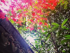 -秋霞圃