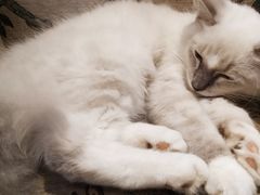 -万小咖.猫咖(中山路天虹店)