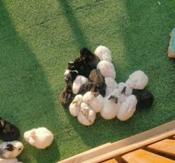 -萌宠亲子动物乐园(槐房万达店)