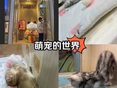 -屋虎猫馆(宝安大仟里店)