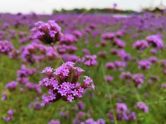 -杭州城北体育公园