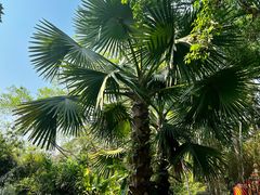 -中国科学院西双版纳热带植物园
