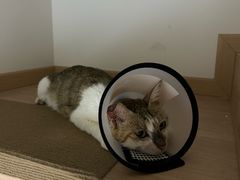 -宠颐生宠物医院·异宠猫科内科·诊疗中心宠巢店