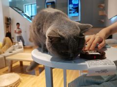 -啵啵喵·猫咖(攀华国际店)