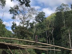 -西双版纳原始森林公园