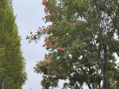 -贡湖湾湿地公园
