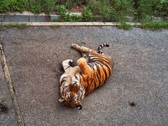 -大连森林动物园