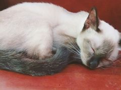 猫-李小姐の猫咖啡馆(五角场店)