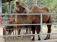 -常州淹城野生动物世界