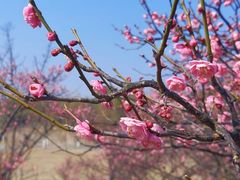 -艾溪湖湿地公园