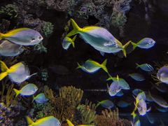 -上海海洋水族馆