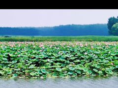 -微山湖红荷湿地景区