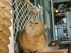 -喵屿·大理花园猫咖