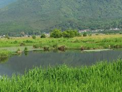 -腾冲北海湿地