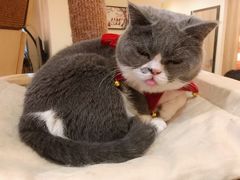 -滚猫咖啡·猫咖·猫友好撸猫(未来城店)