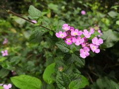 -中国科学院华南植物园