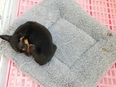 -龟与熊猫宠物公园(南坪店)