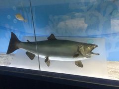 -陕西自然博物馆