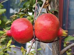 -回头客餐厅·家的味道农家菜·虹鳟鱼·铁锅炖(雁栖湖店)
