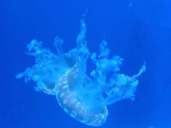 -芜湖新华联大白鲸海洋公园