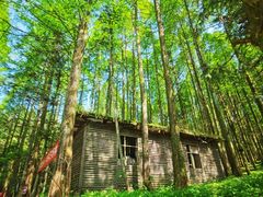 -武陵山森林公园