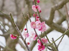 -梅花山(明孝陵内)