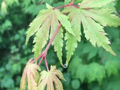 -峡谷浮石林景区