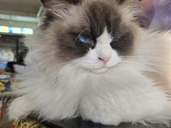 -平行世界·猫咖(首经贸店)