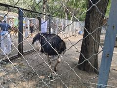 -长白岛森林公园