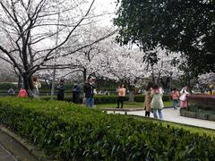 -武汉大学-樱园